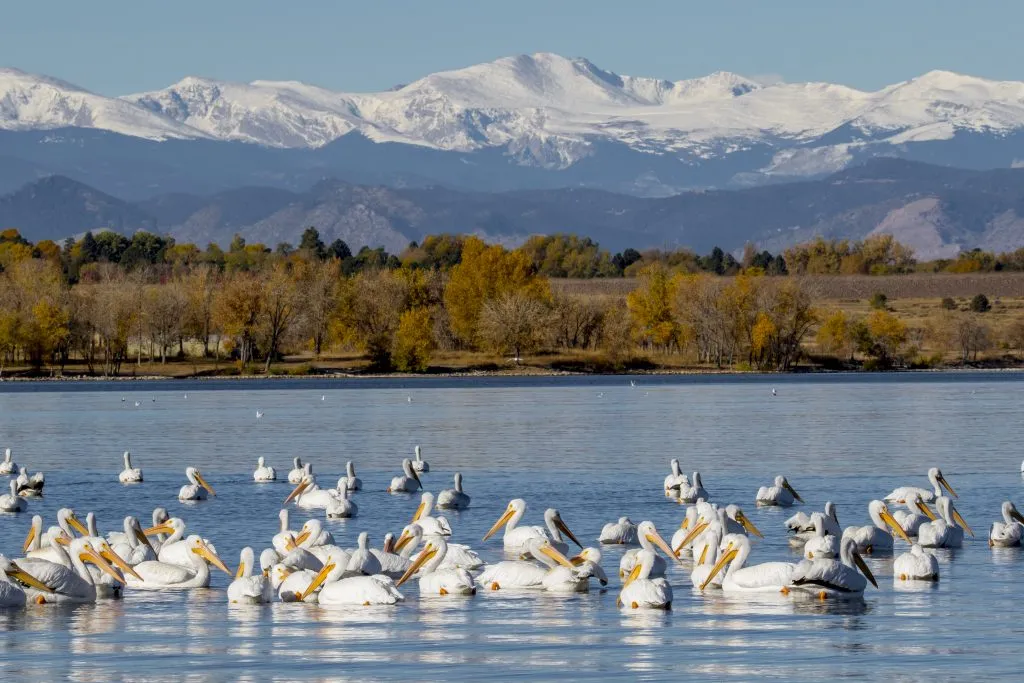 white pelicans in cherry creek resevoir with mountains in the background in aurora co