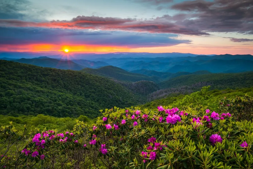 view of sunset along the blue ridge parkway with pink flowers in the foreground, one of the best summer vacations in usa