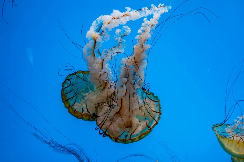 two jellyfish on display at the national aquarium, as seen during a long weekend in baltimore md