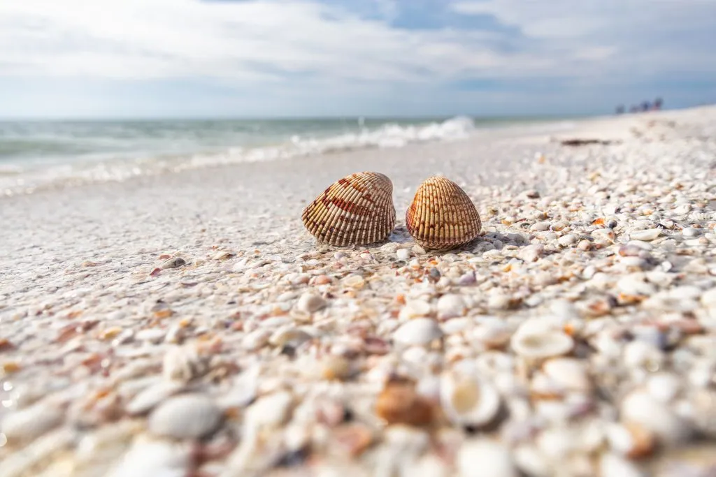 collection of seashells with a focus point on two of them on sanibel island florida beach in november usa