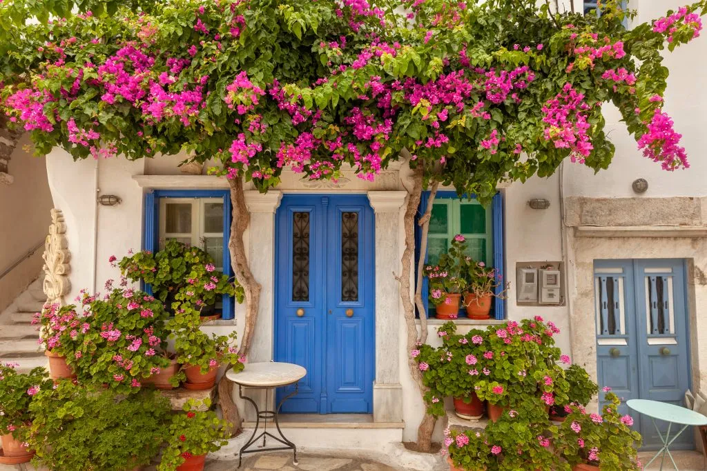 blue doors on a white building surrounded by pink flowers on tinos, a fun stop on a greek island hopping itinerary