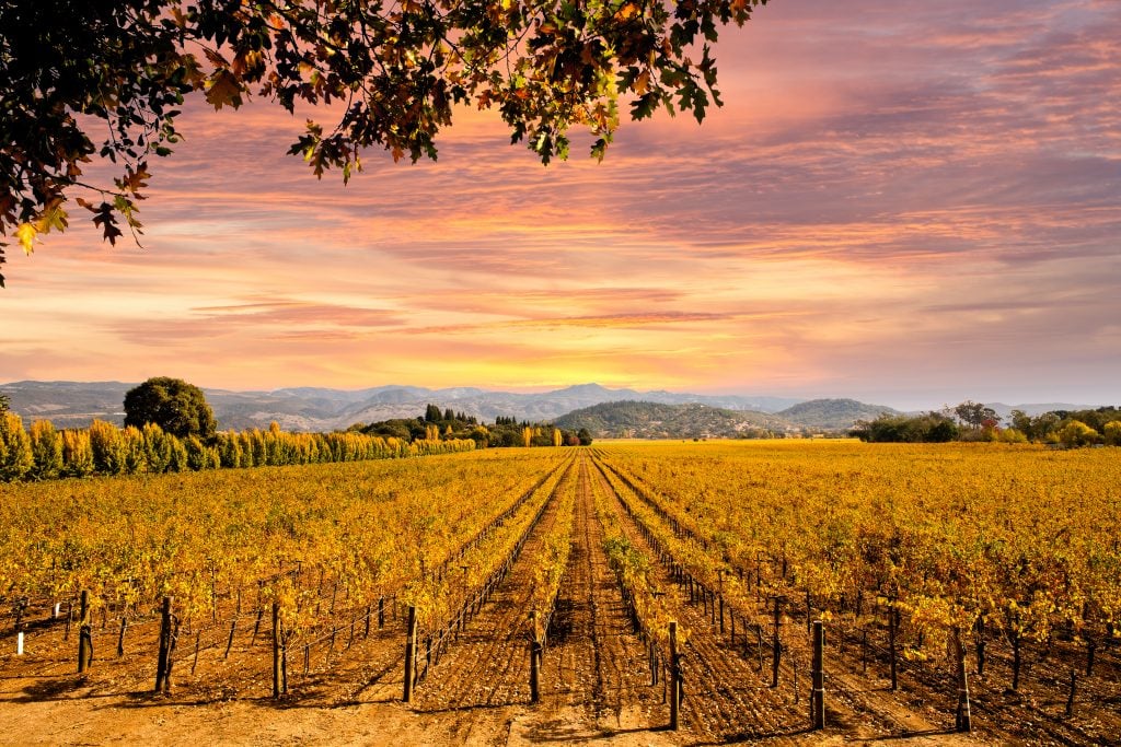 napa valley vineyard at sunset in november usa travel destination