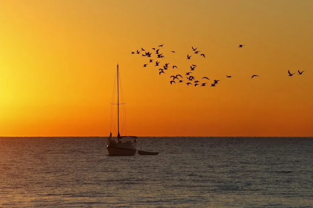 sailboat in the water at sunrise with a flock of seagulls in cedar key florida, november vacation spot in usa