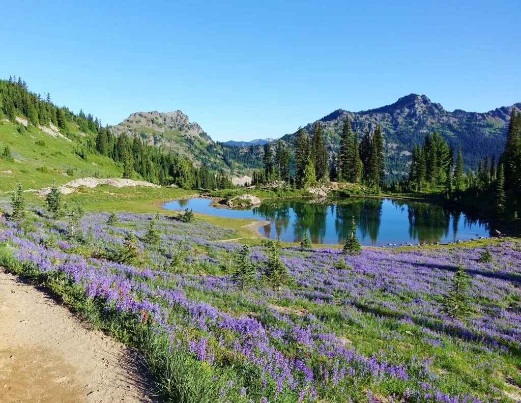 field of purple wildflowers with pond and mountains in the background along pacific crest trail