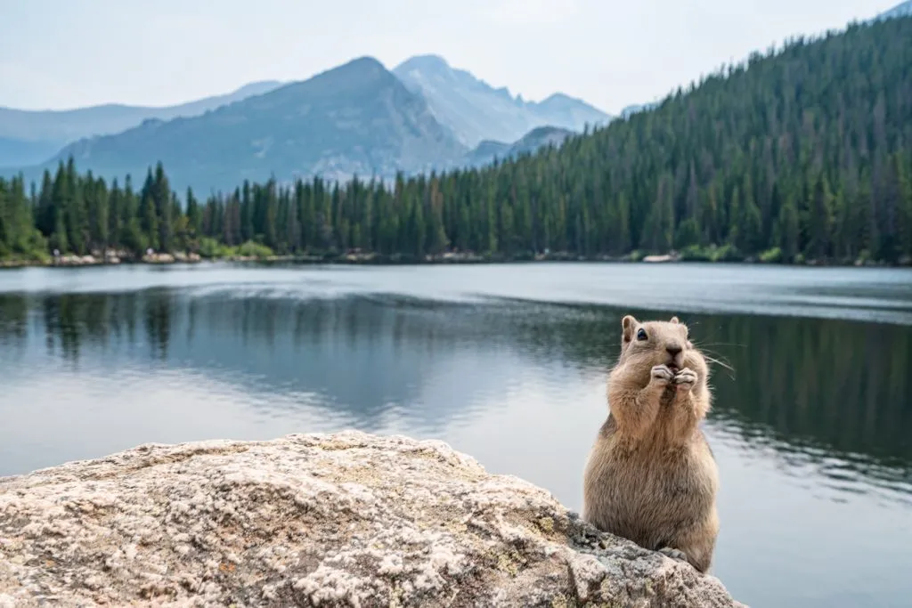 chipmunk in front of bear lake in rocky mountain national park colorado