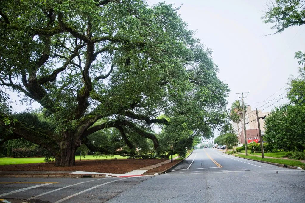 small town street with historic oak tree in thomasville ga