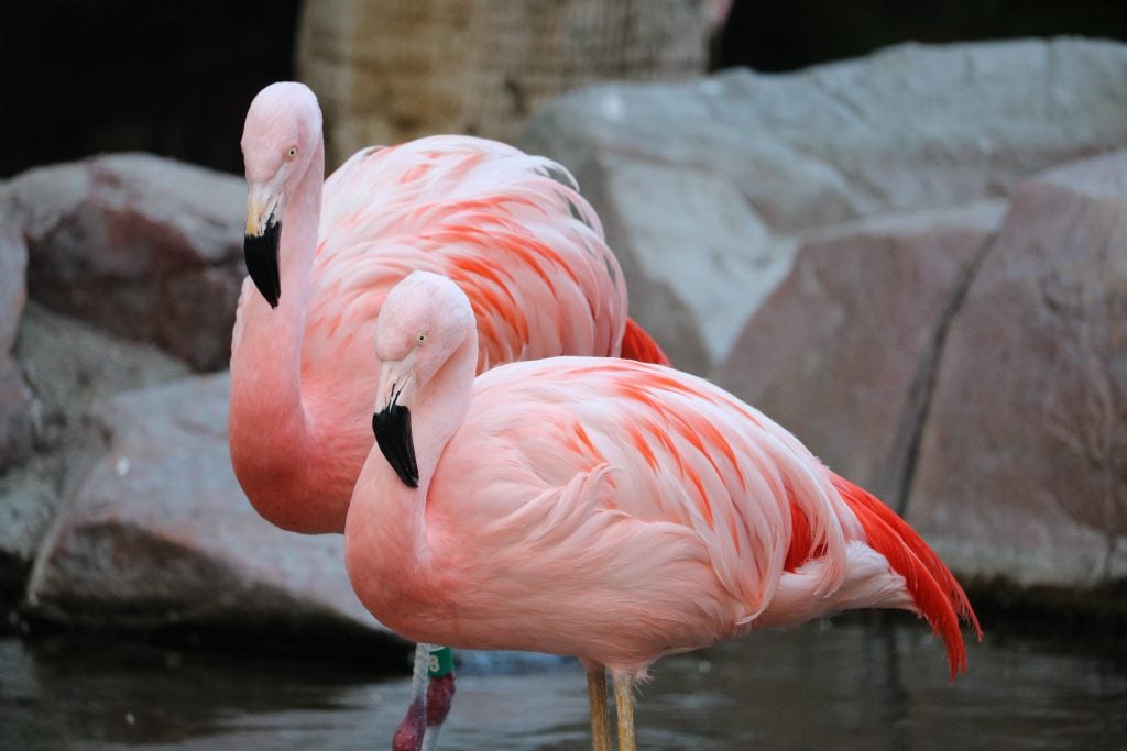 two pink flamingos standing together
