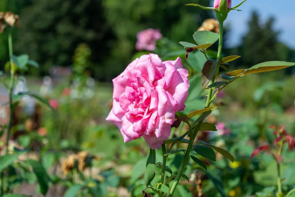 pink rose blooming in a garden thomasville georgia