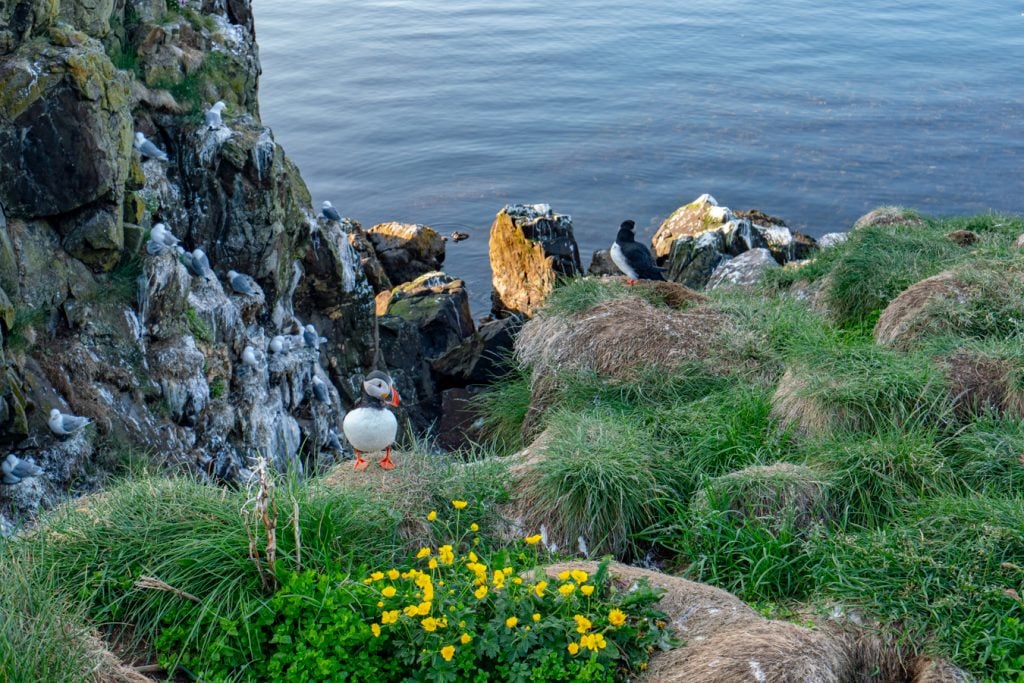 iceland puffins in Borgarfjorthur july