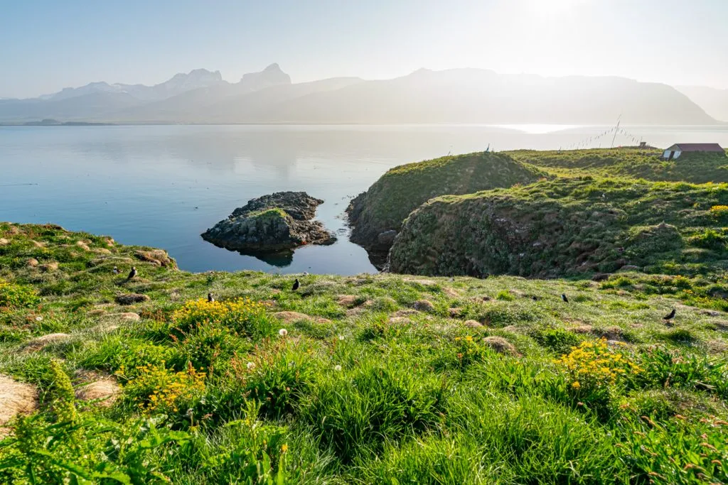 iceland coast at golden hour with puffins in the foreground, as seen on a 10 day iceland itinerary