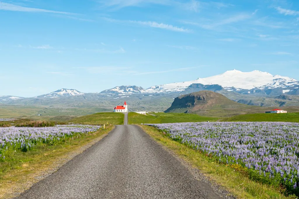 rural road in iceland with church at the end and lupines on either side planning a trip to iceland