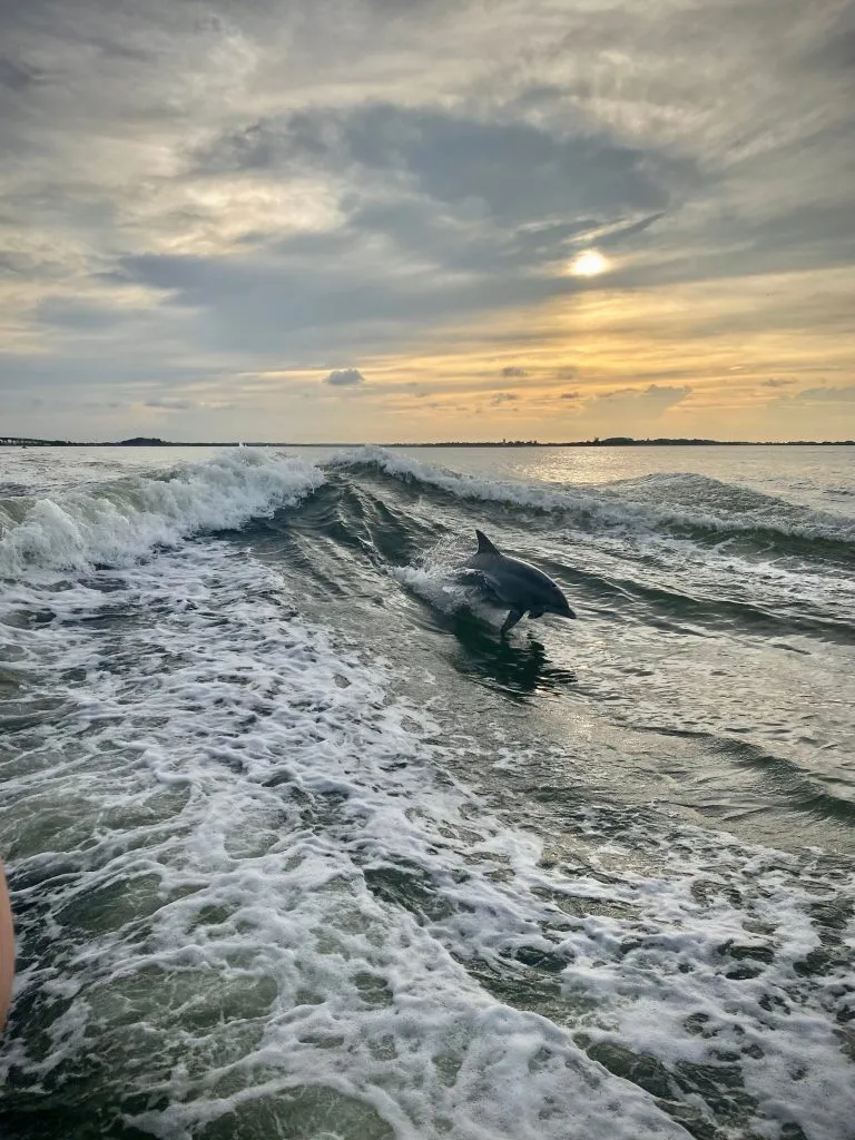dolphin jumping out of the water at sunset, one of the best things to do tybee island georgia