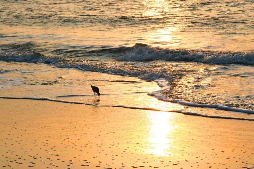 seafull near the beach at sunrise savannah beach georgia