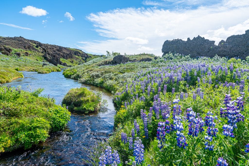 lupines blooming along a river how to plan a trip to iceland