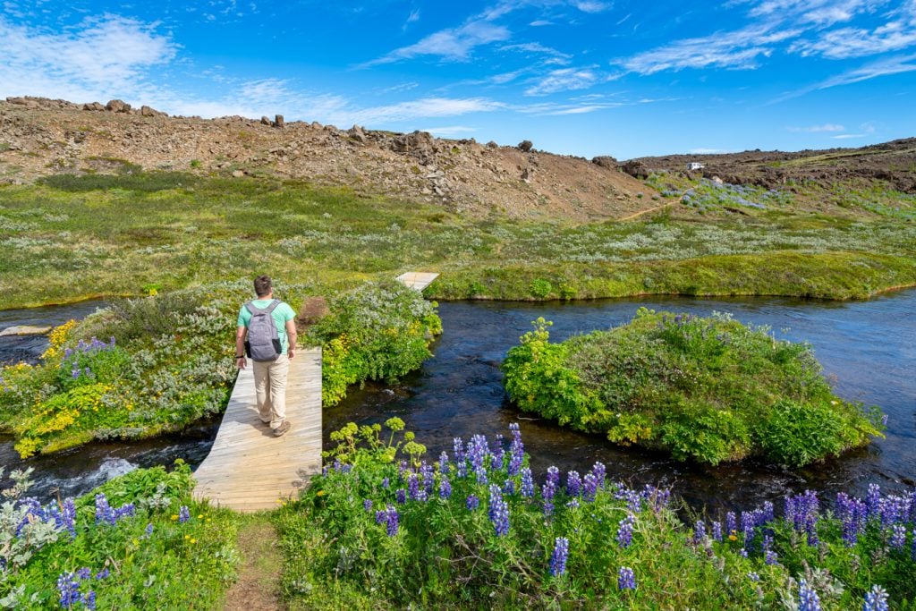 jeremy storm hiking over a small creek surrounded by lupines during an iceland ring road itinerary
