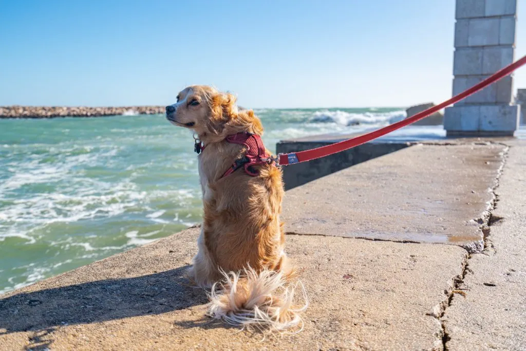 ranger sitting near the water in lagos portugal