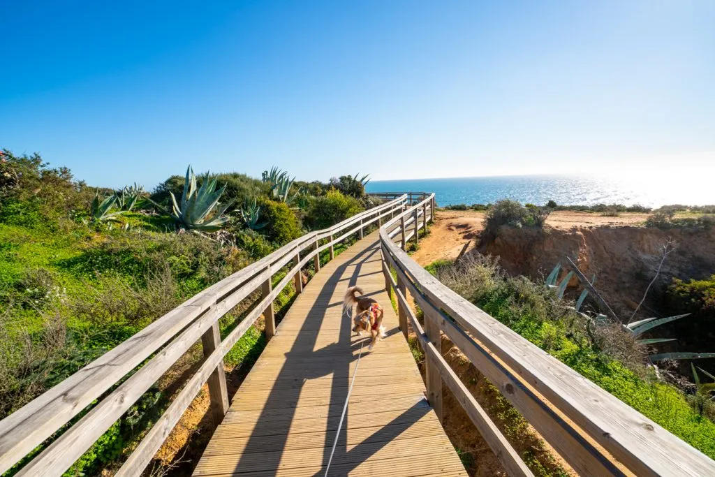ranger storm on a wooden boardwalk overlooking the sea at ponta da piedade, one of the best things to do in lagos portugal