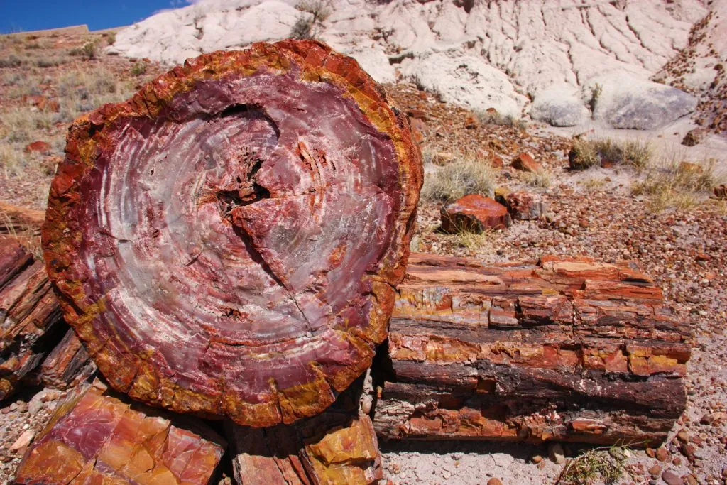 petrified log in arizona, hidden gems in usa