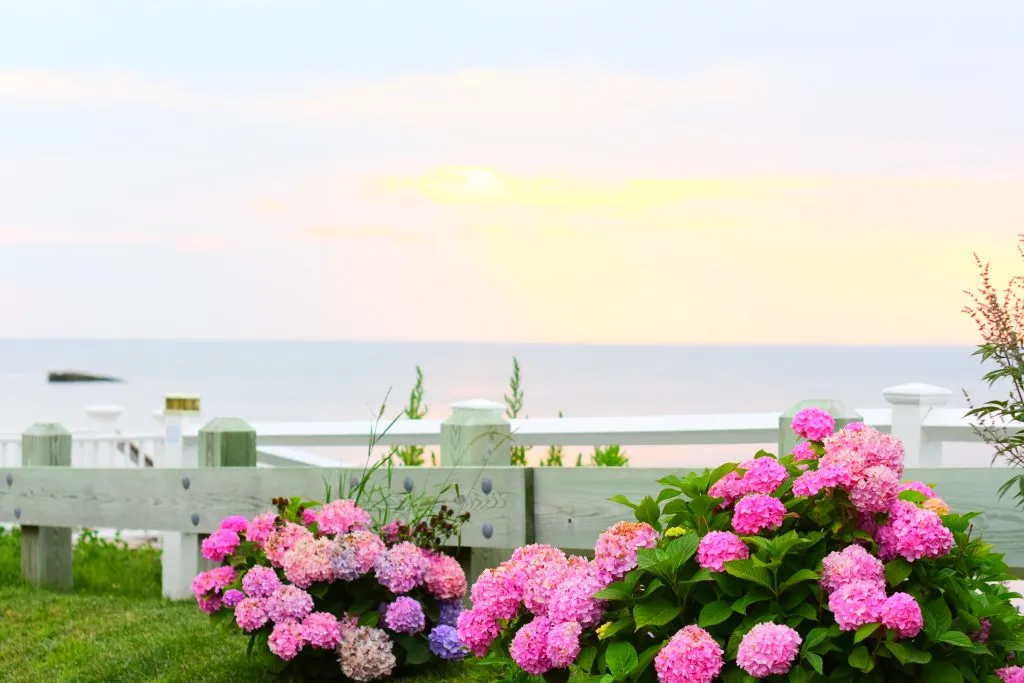 hydrangeas blooming on the coast at sunset north fork long island