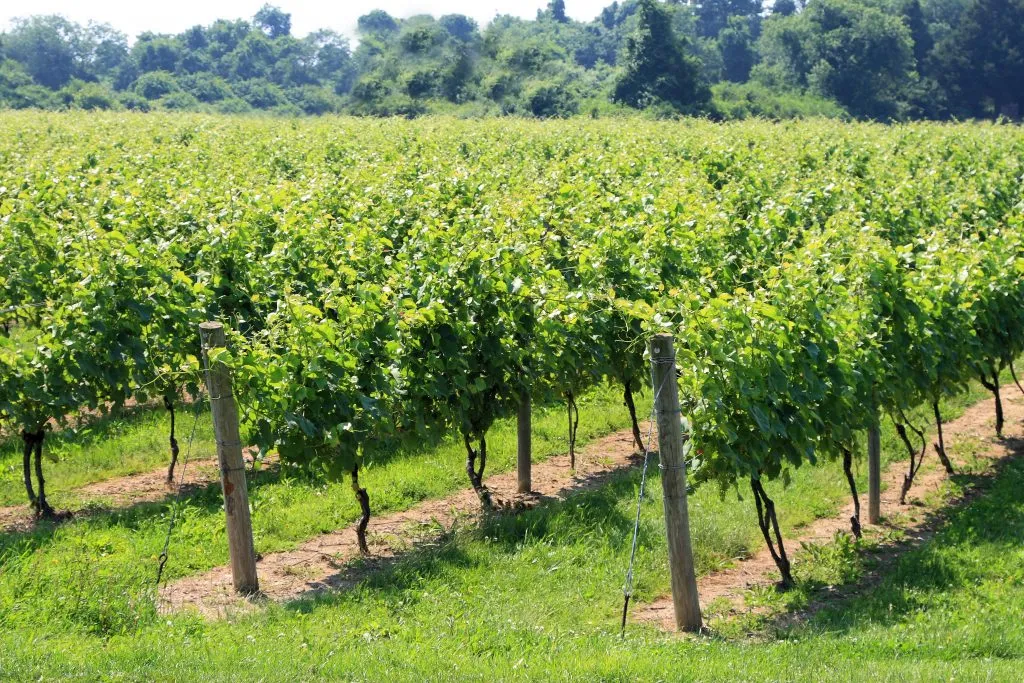 leafy grape vines in north fork long island, one of the best offbeat vacation spots in the us