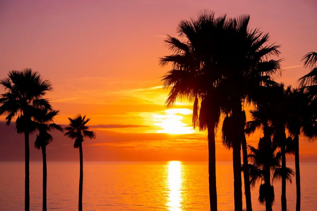 sunset behind palm trees on anna maria island florida