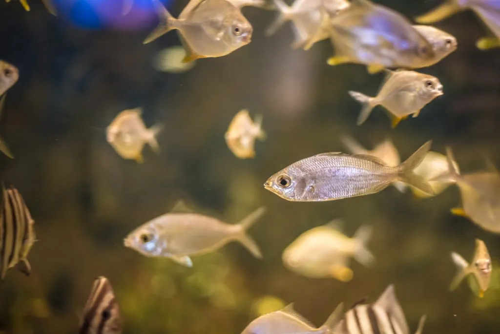 small fish swimming at north carolina aquarium