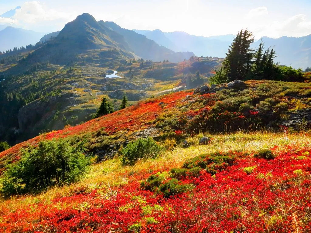 red and white wildflowers blooming in north cascades national park washington
