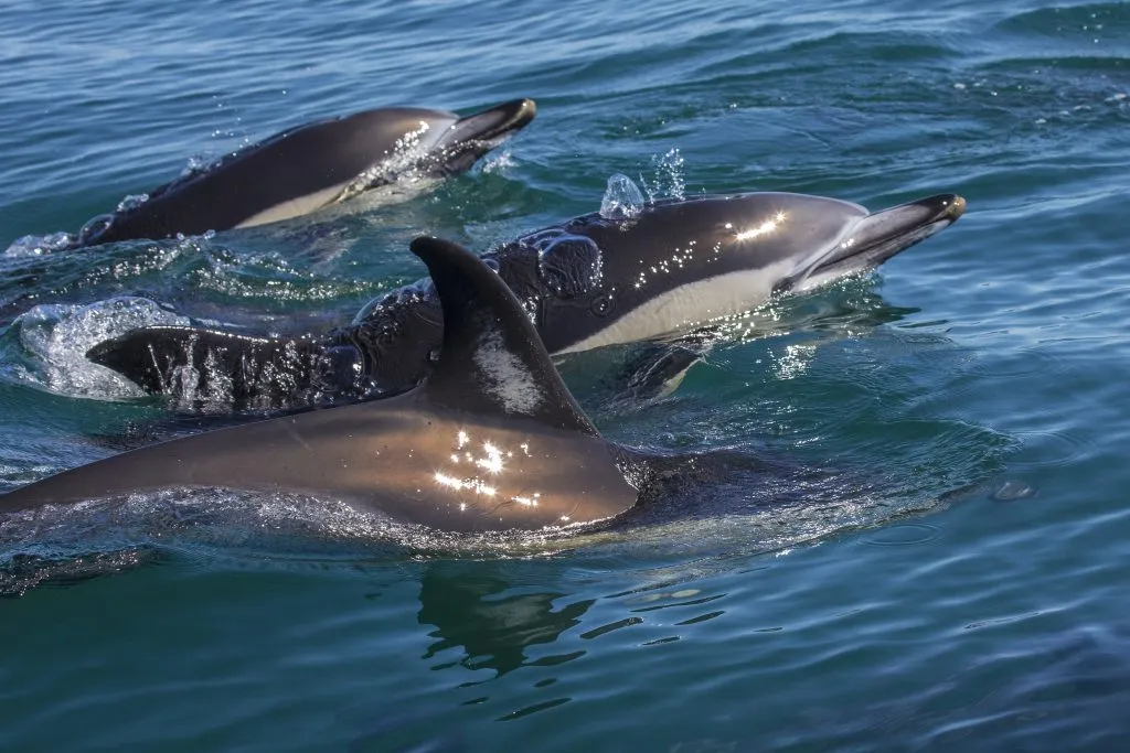 dolphins swimming along a boat in algarve portugal things to do