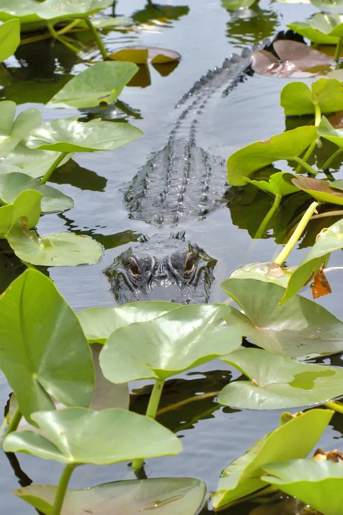 alligator among foliage in the water in big cypress national preserve florida