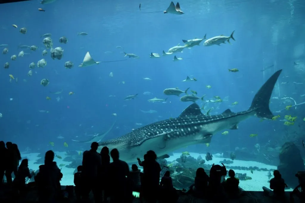 visitors to atlanta aquarium observing large tank, one of the best places to visit in atlanta georgia