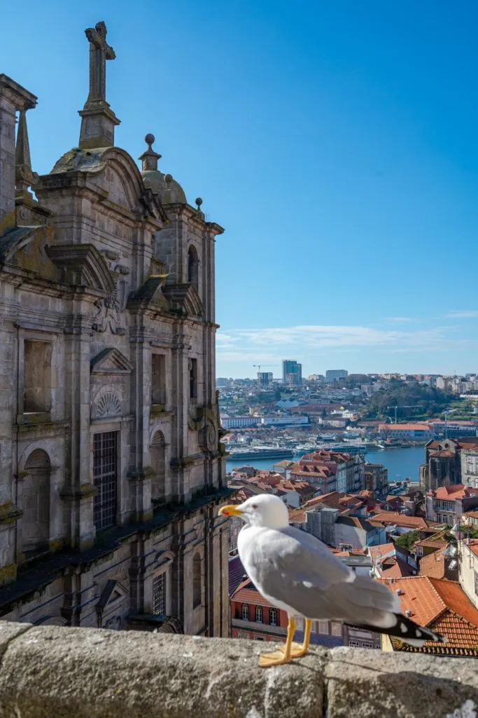 close up of a seagull at a viewpoint in porto, a fun stop on a day trip to porto from lisbon