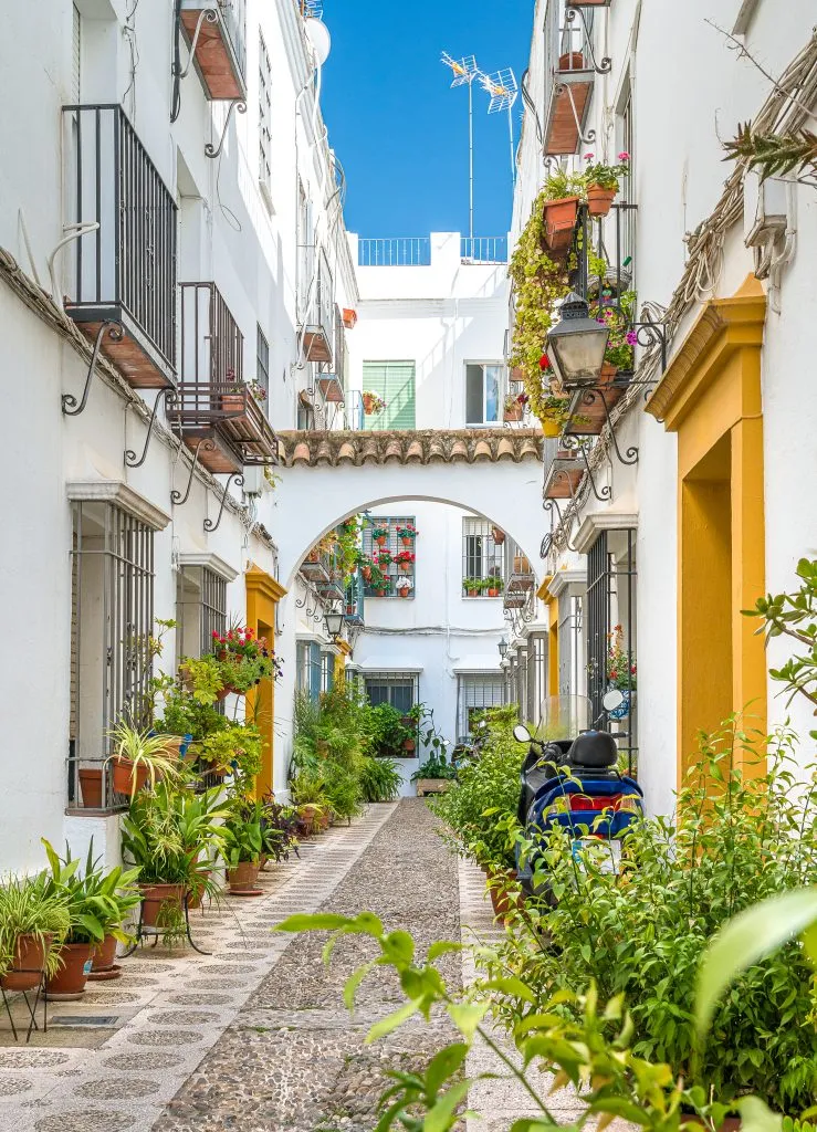 plant lined cobblestone street in cordoba jewish quarter