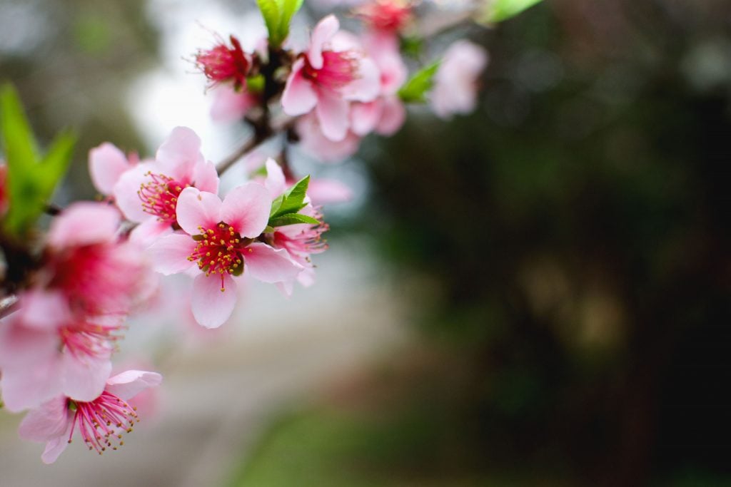 close up of a cherry blossom during a 3 day weekend atlanta ga in the spring