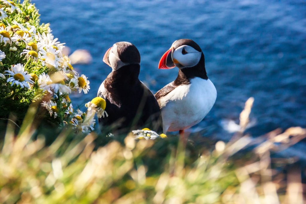two puffins on the coast of iceland, one of the best things to do iceland bucket list