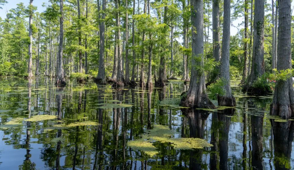 cypress gardens with trees in the background and water in the foreground