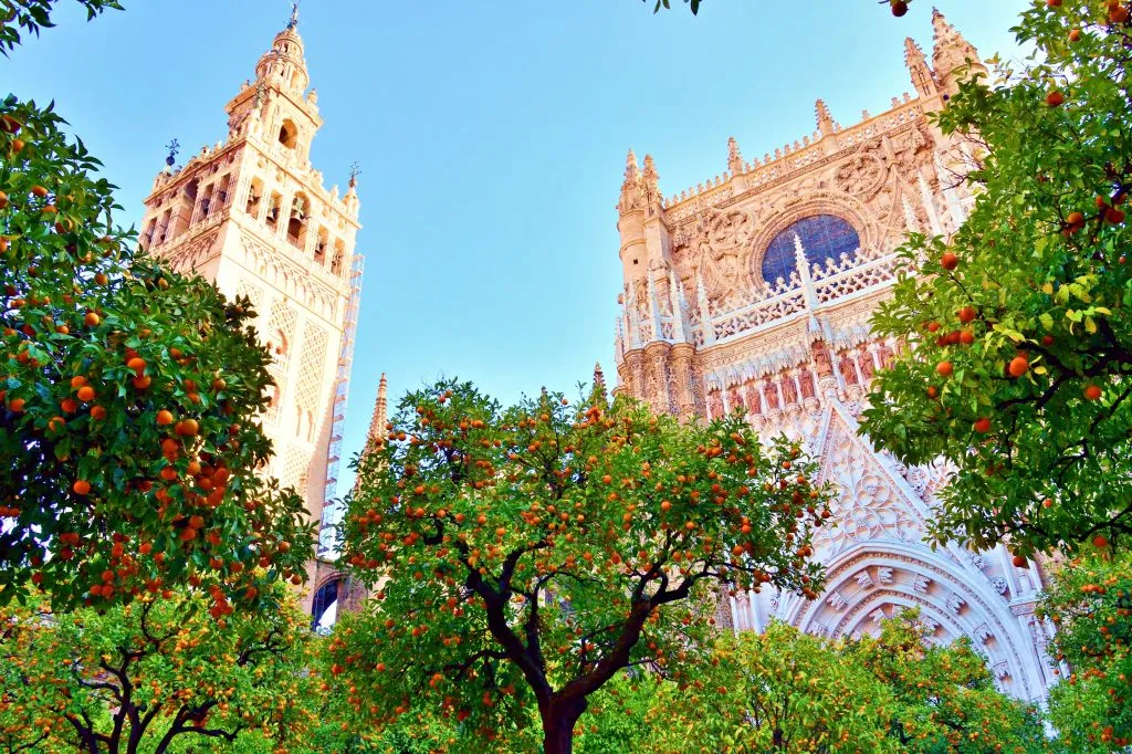 view of seville cathedral and giralda through sour orange trees part of a 10 days in south of spain itinerary