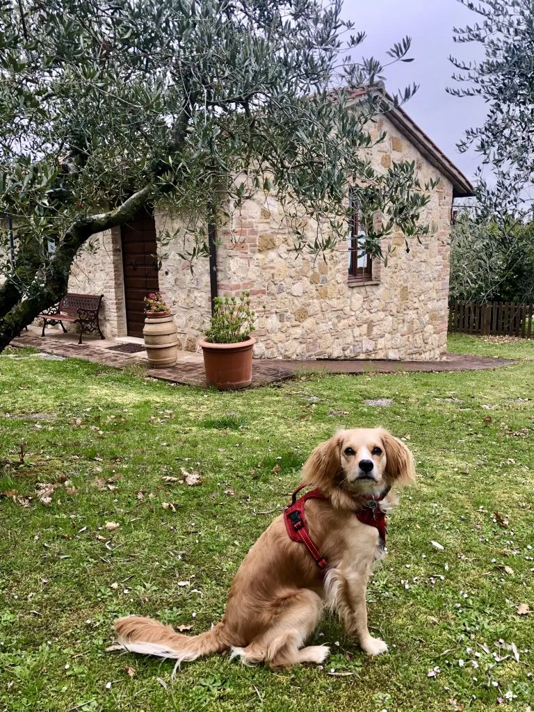 ranger storm posing outside an agriturismo cottage in tuscany italy
