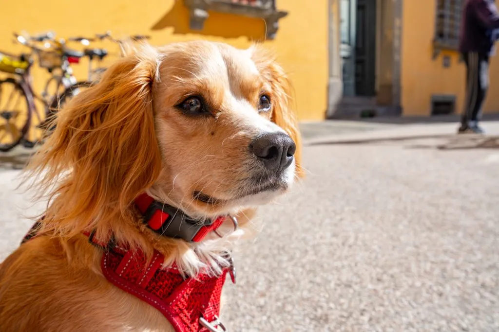 picture of ranger storm in front of a yellow building and parked bikes in lucca italy