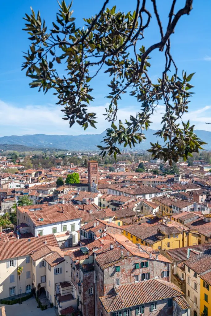 view of lucca italy from torre guinigi with oak tree branches in the foreground
