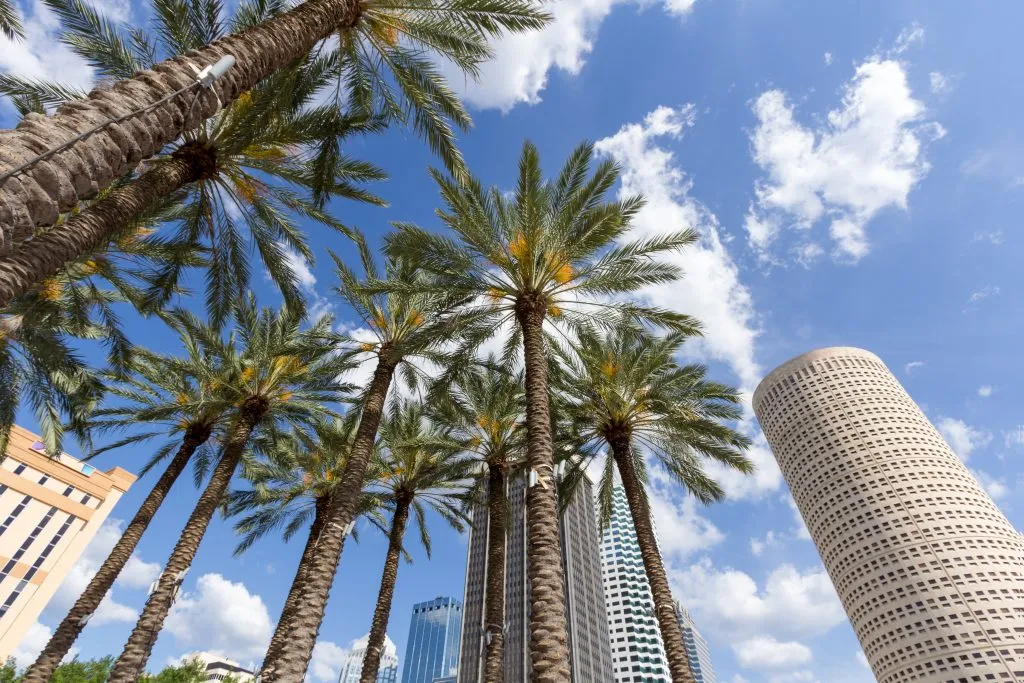 view of downtown tampa fl looking up with skyscrapers and palm trees