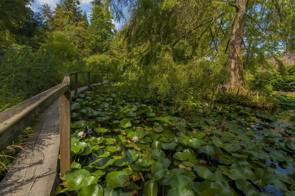 lily pads and small wooden bridge in botanical garden