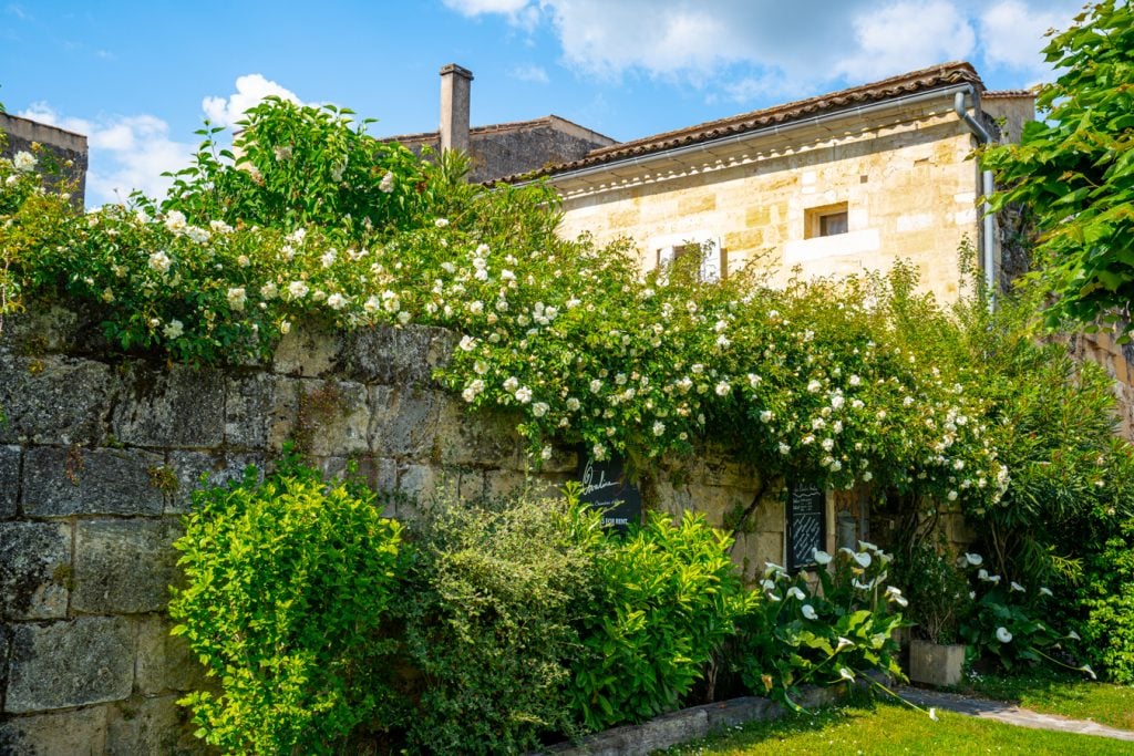historic home in saint emilion with blooming roses on stone fence
