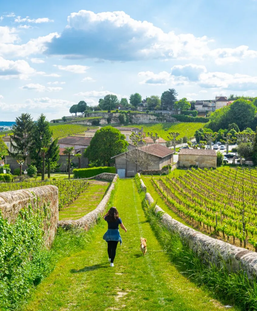 kate storm and ranger storm amongst grape vines in france saint emilion