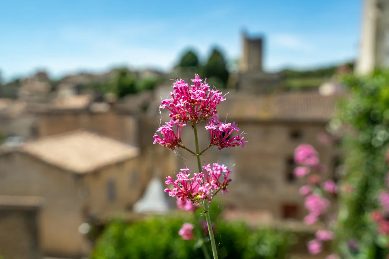 pink flower in focus in front of blurry st emilion, packing list for europe spring