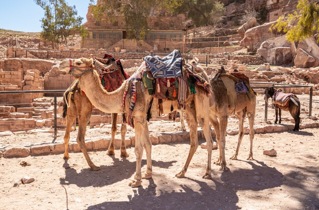 camels in petra jordan, as seen on a itinerary for jordan road trip