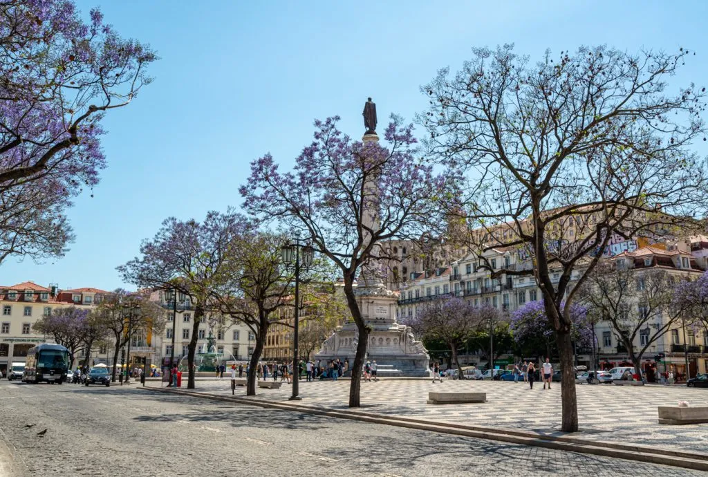 rossio square in baixa lisbon as jacaranda trees start to bloom