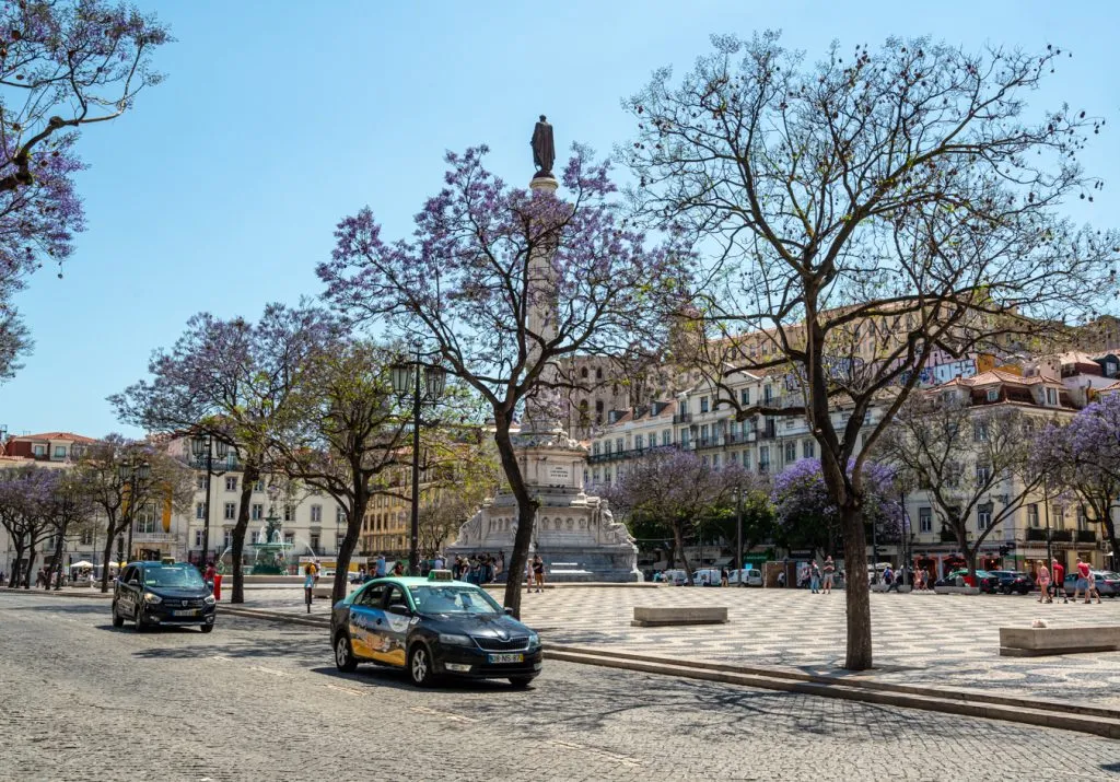 taxis driving through rossio square during jacaranda season during spring in lisbon portugal