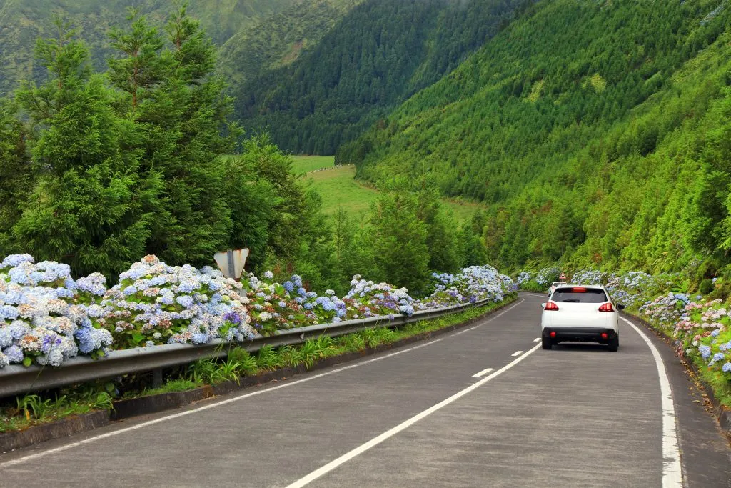 white car driving portugal 2 lane road with hydrangeas on the side
