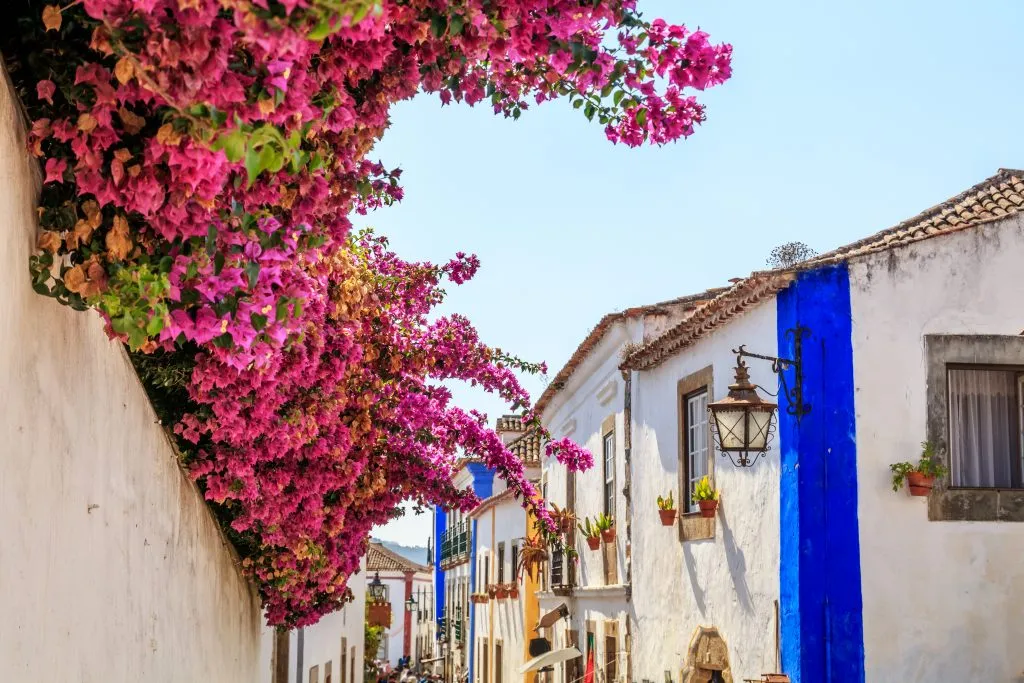 blooming pink flowers in obidos portugal