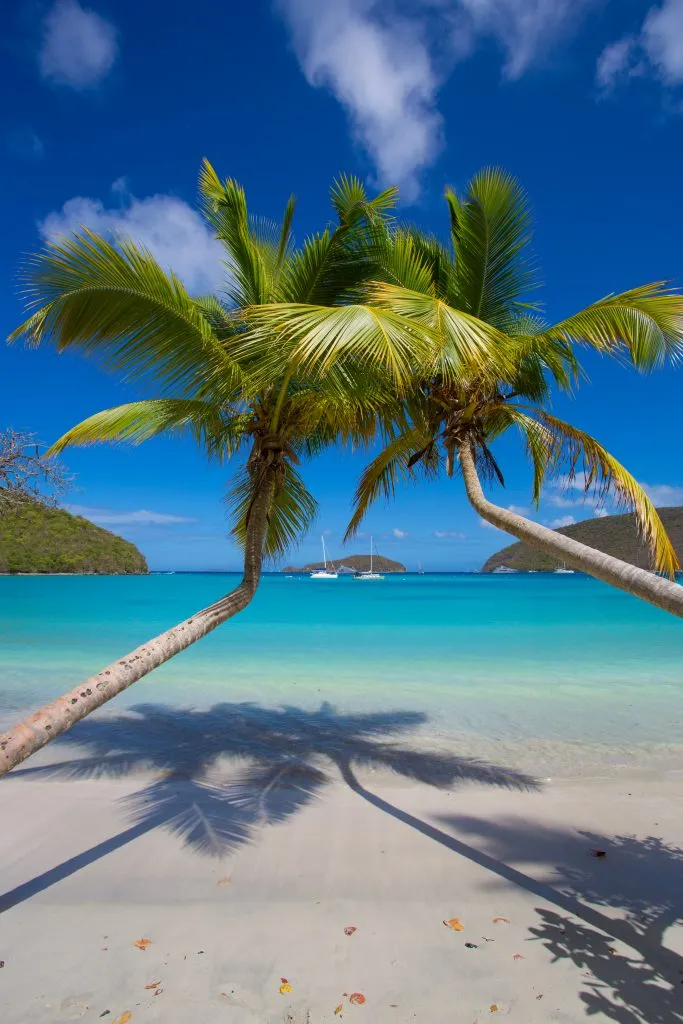 two palm trees leaning over the water on maho bay beach, one of the best beaches in the virgin islands usa